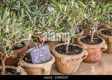 Petits oliviers sur un marché du village de Gordes, Provence, France Banque D'Images