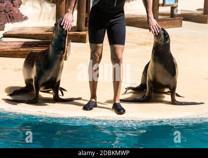 Montre les lions de mer dans la piscine, Oasis Park, Fuerteventura, Canary Island, Espagne Banque D'Images