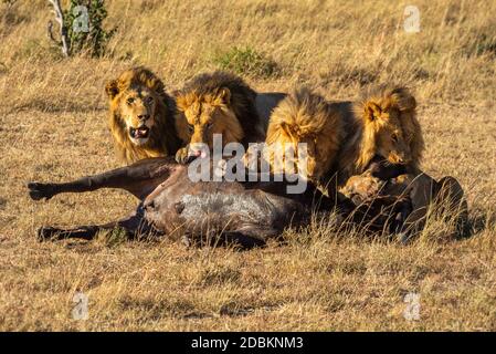 Quatre lions mâles se nourrissant du buffle du Cap Banque D'Images