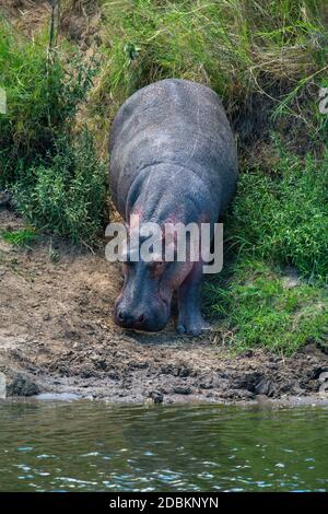 Hippo marche à travers les buissons jusqu'à la rivière Banque D'Images