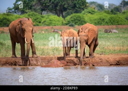 Une famille d'éléphants buvant de l'eau du trou d'eau Banque D'Images