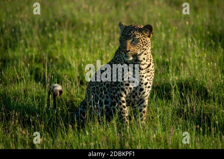 Leopard est assis dans une longue herbe en regardant à gauche Banque D'Images