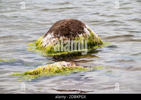Pierres dans la mer Baltique avec algues Banque D'Images