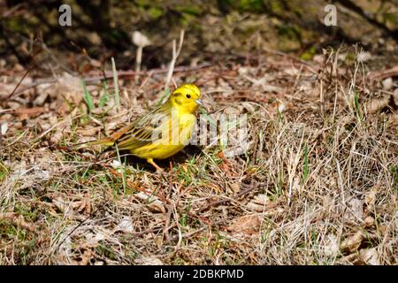 Le marteau jaune Emberiza citrinella est à la recherche de nourriture sur un pré Banque D'Images