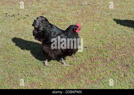 Poulet Australorp dans une ferme au printemps. Banque D'Images