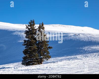Deux pins de pleine croissance sont installés seuls sur la colline des montagnes Rocheuses, au Colorado. Banque D'Images