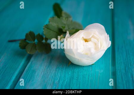 De la composition ci-dessus des roses blanches placées à proximité fleur sur table en bois bleu Banque D'Images