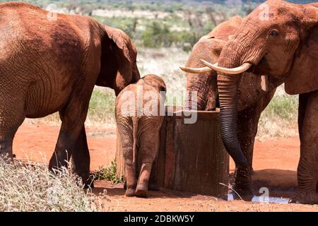 Un éléphant rouge boit de l'eau dans un puits Banque D'Images
