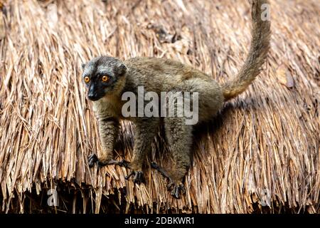 Les lémuriens sur le toit de chaume d'un bâtiment Banque D'Images
