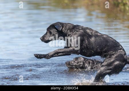 Photo d'action d'un Labrador noir humide qui saute dans l'eau Banque D'Images