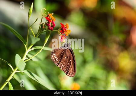 Papillon Spicebush Swallowtail assis sur une fleur rouge-orange dans un sunbeam, vue latérale, place pour le texte Banque D'Images