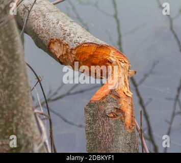 Nagé du tronc d'arbre mady par un castor vu dans le sud de l'Allemagne Banque D'Images