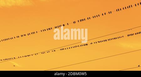 Oiseaux sur un fil. Corneilles ou rook assis dans une rangée sur un fil au coucher du soleil Banque D'Images