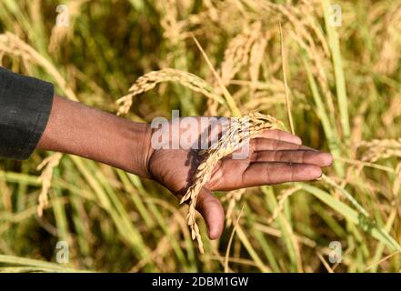 Bongaigaon, Assam, Inde. 17 novembre 2020. Enfant d'une famille d'agriculteurs qui tient du riz en main dans un champ, dans un village du district de Bongaigaon d'Assam, en Inde, le 17 novembre 2020. L'agriculture soutient plus de la moitié de la population de l'Inde, qui compte environ 1.4 milliards. Le riz est considéré comme la culture principale de l'Inde côtière et de certaines régions de l'est de l'Inde. Il y a trois saisons de culture du riz en Inde : automne, hiver et été. Crédit : David Talukdar/ZUMA Wire/Alay Live News Banque D'Images