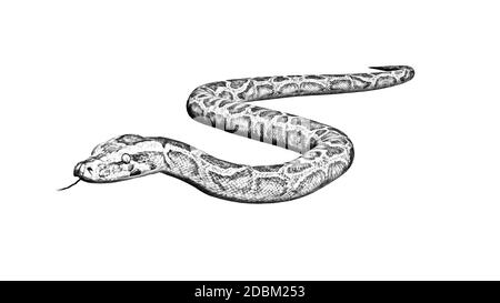 Dessin au crayon - serpent Python - isolé sur fond blanc Banque D'Images