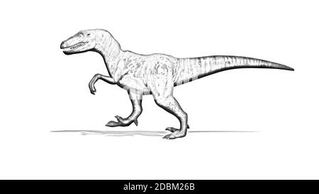 Dessin au crayon - Dinosaur - Velociraptor - prédateur à deux pattes avec une longue queue raide - isolé sur fond blanc Banque D'Images