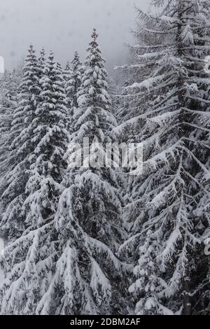 Pins couverts de neige fraîche par une journée très couverte, vue depuis la télécabine de ski, Selva Gardena, Italie Banque D'Images