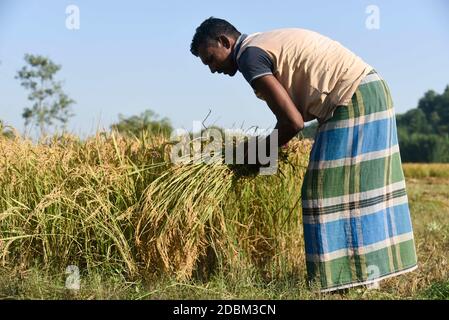 Bongaigaon, Assam, Inde. 17 novembre 2020. Un agriculteur qui récolte du riz dans un champ, dans un village du district de Bongaigaon d'Assam, en Inde, le 17 novembre 2020. L'agriculture soutient plus de la moitié de la population de l'Inde, qui compte environ 1.4 milliards. Le riz est considéré comme la culture principale de l'Inde côtière et de certaines régions de l'est de l'Inde. Il y a trois saisons de culture du riz en Inde : automne, hiver et été. Crédit : David Talukdar/ZUMA Wire/Alay Live News Banque D'Images