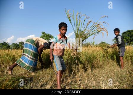 Bongaigaon, Assam, Inde. 17 novembre 2020. Des enfants de père récoltent du riz dans un champ, dans un village du district de Bongaigaon d'Assam, en Inde, le 17 novembre 2020. L'agriculture soutient plus de la moitié de la population de l'Inde, qui compte environ 1.4 milliards. Le riz est considéré comme la culture principale de l'Inde côtière et de certaines régions de l'est de l'Inde. Il y a trois saisons de culture du riz en Inde : automne, hiver et été. Crédit : David Talukdar/ZUMA Wire/Alay Live News Banque D'Images