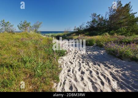 Entrée de plage 18, Dierhagen, quartier Neuhaus, Peninsula 'Fischland-Darss-Zingst', Parc National 'Vorpommmersche Boddenlandschaft', Mer Baltique, Mecklembourg-Poméranie-Occidentale, Allemagne Banque D'Images