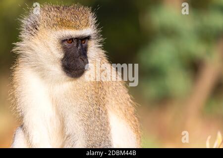 Portrait d'un singe dans la savane du Kenya Banque D'Images