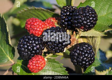 Stachellose Brombeere (Rubus fruticosus 'Chester' sans épines) Banque D'Images