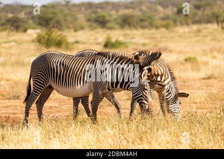 Un zèbres de Grevy broutage dans la campagne de Samburu au Kenya Banque D'Images