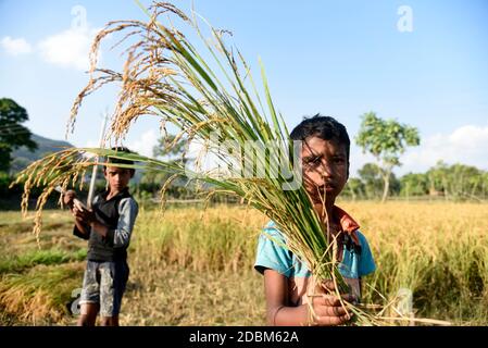 Bongaigaon, Assam, Inde. 17 novembre 2020. Un enfant d'une famille d'agriculteurs montre du riz récolté dans un champ, dans un village du district de Bongaigaon d'Assam, en Inde, le 17 novembre 2020. L'agriculture soutient plus de la moitié de la population de l'Inde, qui compte environ 1.4 milliards. Le riz est considéré comme la culture principale de l'Inde côtière et de certaines régions de l'est de l'Inde. Il y a trois saisons de culture du riz en Inde : automne, hiver et été. Crédit : David Talukdar/ZUMA Wire/Alay Live News Banque D'Images