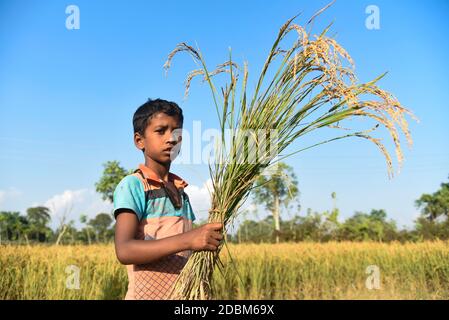 Bongaigaon, Assam, Inde. 17 novembre 2020. Un enfant d'une famille d'agriculteurs montre du riz récolté dans un champ, dans un village du district de Bongaigaon d'Assam, en Inde, le 17 novembre 2020. L'agriculture soutient plus de la moitié de la population de l'Inde, qui compte environ 1.4 milliards. Le riz est considéré comme la culture principale de l'Inde côtière et de certaines régions de l'est de l'Inde. Il y a trois saisons de culture du riz en Inde : automne, hiver et été. Crédit : David Talukdar/ZUMA Wire/Alay Live News Banque D'Images