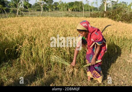 Bongaigaon, Assam, Inde. 17 novembre 2020. Une femme paysanne récolte du riz dans un champ, dans un village du district de Bongaigaon d'Assam, en Inde, le 17 novembre 2020. L'agriculture soutient plus de la moitié de la population de l'Inde, qui compte environ 1.4 milliards. Le riz est considéré comme la culture principale de l'Inde côtière et de certaines régions de l'est de l'Inde. Il y a trois saisons de culture du riz en Inde : automne, hiver et été. Crédit : David Talukdar/ZUMA Wire/Alay Live News Banque D'Images