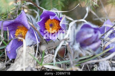 Grande fleur de pasque - Pulsatilla grandis - Violet et jaune vif tête de fleur poussant dans l'herbe sèche, gros plan macro détail. Banque D'Images