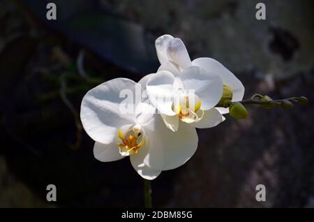 Fleurs d'une orchidée blanche en gros plan dans une forêt tropicale. Banque D'Images