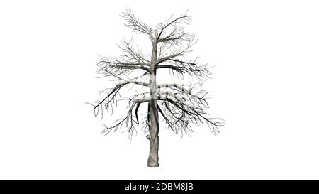 Un seul arbre noir de Gum en hiver - isolé sur fond blanc Banque D'Images