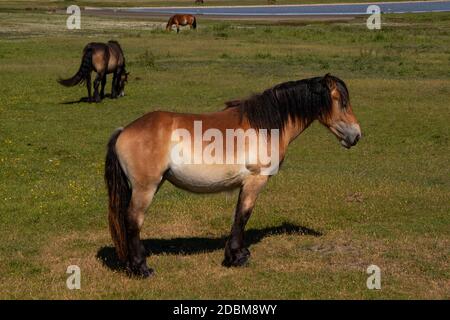 Un cheval sur Hiddensee Banque D'Images