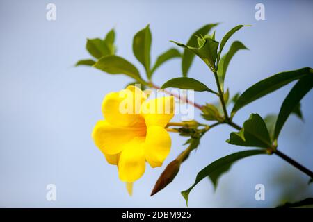 Les fleurs exotiques colorées et très belle Banque D'Images