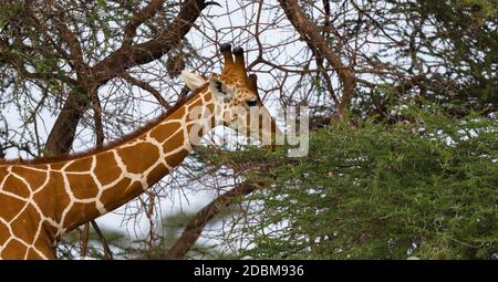 Une girafe mange les feuilles de l'acacia arbre Banque D'Images