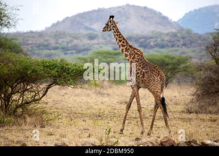 Girafe est de marcher entre les buissons dans la savane du Kenya Banque D'Images