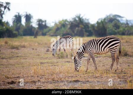 Certains zèbres mangent de l'herbe dans la savane au Kenya Banque D'Images