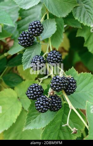 Stachellose Brombeere (Rubus fruticosus 'Chester' sans épines) Banque D'Images