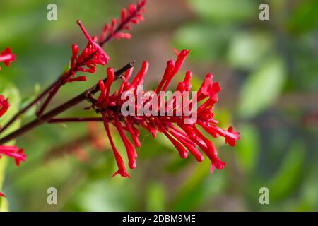 Les fleurs exotiques de l'île de Madagascar Banque D'Images