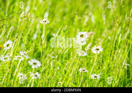 Floraison de pâquerettes. Oxeye Daisy, dans un luxuriant champ vert Banque D'Images