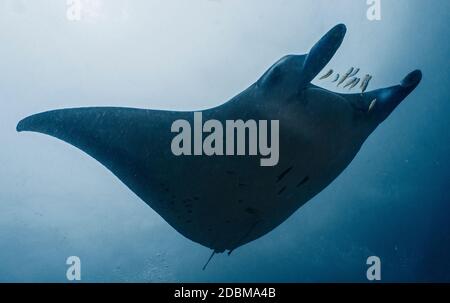 Vue sous-marine des poissons pilotes (Naucrates ravisseur) nageant à côté de manta ray, Maldives Banque D'Images