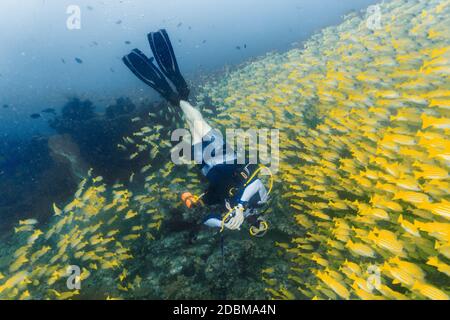 Plongée sous-marine et école de‚jaunÃ‚sneppers, Maldives Banque D'Images