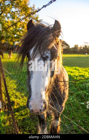 Chevaux dans un champ sous l'approche de l'aéroport de Londres Heathrow, Royaume-Uni, un matin d'automne brillant. Lumière chaude. Lever du soleil. Cheval long Forelocks Banque D'Images