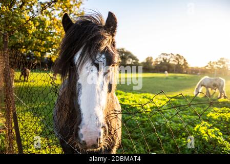 Chevaux dans un champ sous l'approche de l'aéroport de Londres Heathrow, Royaume-Uni, un matin d'automne brillant. Lumière chaude. Lever du soleil. Cheval long Forelocks Banque D'Images