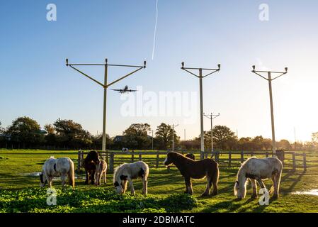 Chevaux dans un champ sous l'approche de l'aéroport de Londres Heathrow, Royaume-Uni, broutage autour du système d'éclairage d'approche. SLA. Lumière d'automne au début de l'aube par temps clair Banque D'Images