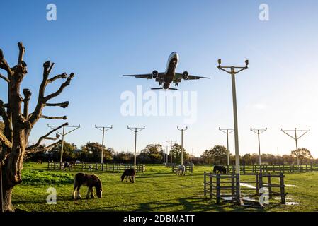 Chevaux dans un champ sous l'approche de l'aéroport de Londres Heathrow, Royaume-Uni, broutage autour du système d'éclairage d'approche. SLA. Lumière d'automne au début de l'aube par temps clair Banque D'Images