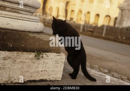 Chat noir à Rome, Gatto Nero a Roma, Colosseo Banque D'Images