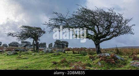 Affleurements en granit et arbres à vent sur Coombstone Tor, Dartmoor Banque D'Images