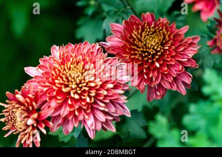 Arbustes aux fleurs bordeaux de chrysanthèmes dans le jardin à automne Banque D'Images